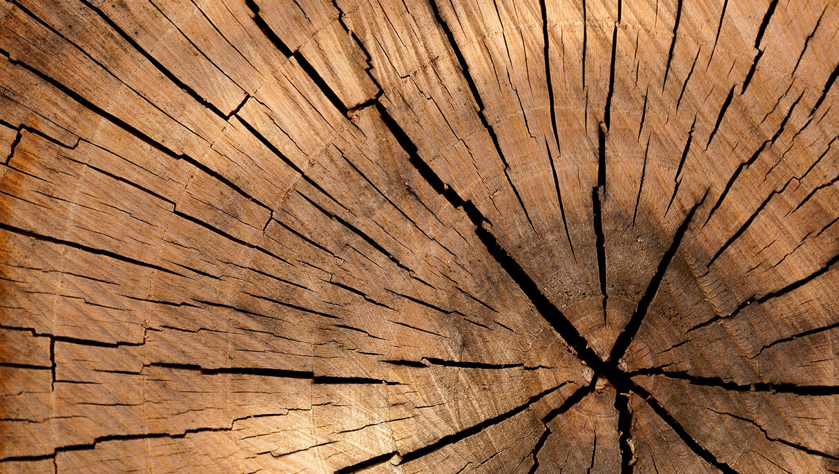 Massivholz mit Jahresringen und natürlicher Struktur – Holzwerkstoff für Möbel und Innenausbau
