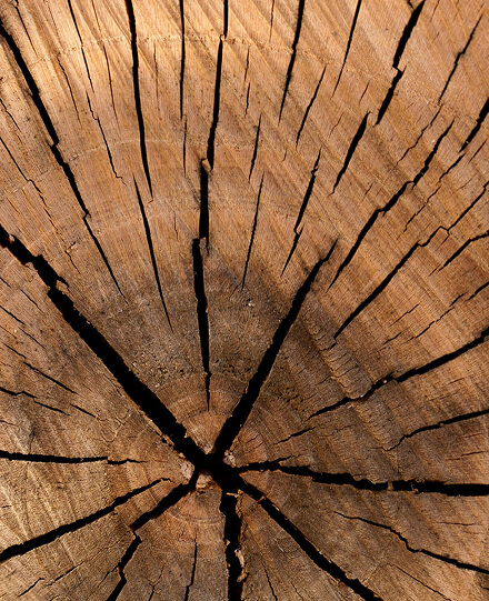 Massivholz mit Jahresringen und natürlicher Struktur – Holzwerkstoff für Möbel und Innenausbau