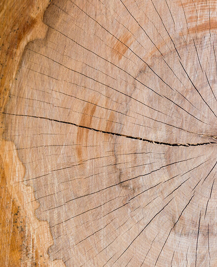 Natürliches Massivholz mit Jahresringen – Material für individuelle Holzküchen